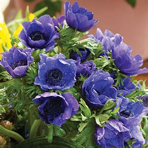 ANEMONE POPPY BLUE - Garden Express