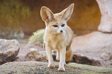 8 Fun Facts About the Fennec Fox