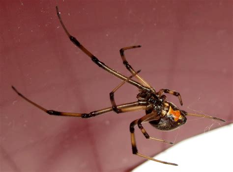 Latrodectus (Theridiidae) Picture Thread | Page 37 | Arachnoboards