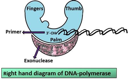 What is DNA polymerase? Definition, Prokaryotic DNA polymerases & Characteristics - Biology Reader