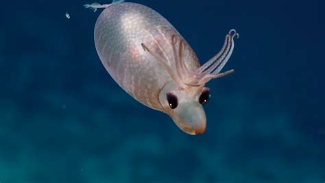 Scientists Freak Out Over A Rare, Adorable “Piglet Squid” - Nerdist