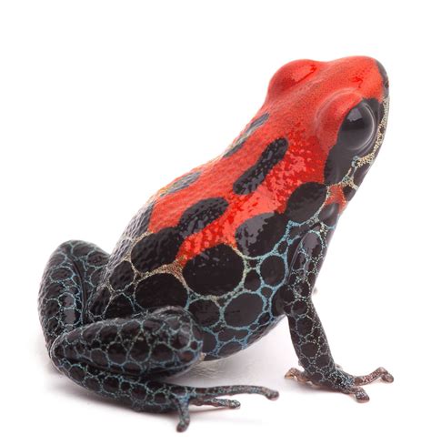 9 best ideas for coloring | Poison Dart Frog Species