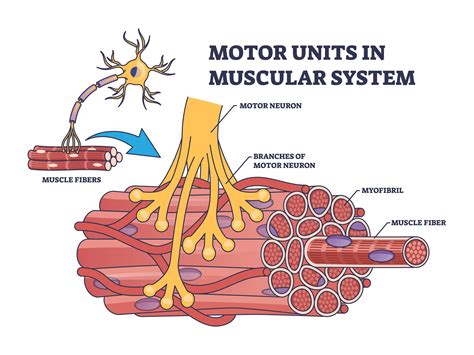 Motor Point Acupuncture — Morningside Acupuncture NYC