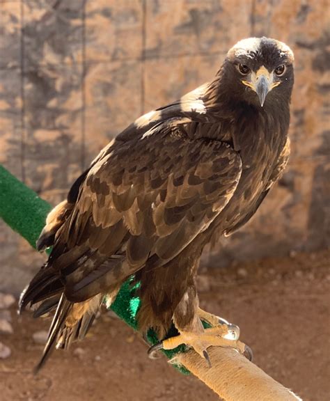 A Year in the Life of a Golden Eagle - New Mexico Wildlife Center