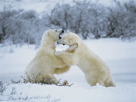 Polar Bear | HD Wallpapers (High Definition) | Free Background