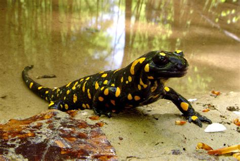 Fire Salamander Found On The Litani River Revives Ecologists' Hope