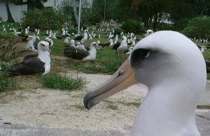 Free picture: laysan, albatross, nesting, marine, debris