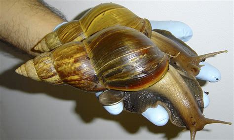 Hundreds of giant African snails seized in US | Environment | The Guardian