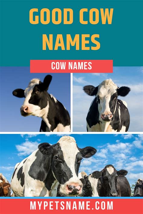 Good Cow Names | Cow names, Cool pet names, Cow