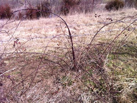 Kentucky Home Gardens: Pruning Blackberries