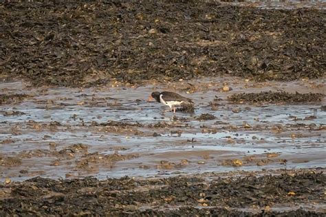 22nd October 2022 – Severn Estuary – Martin's Bird Blog & Nature Photos