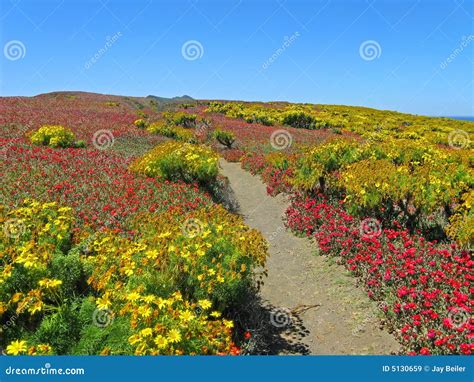 Wildflower Path, Anacapa Royalty Free Stock Images - Image: 5130659