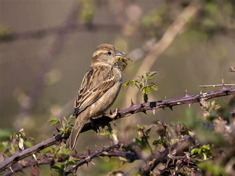 House Sparrow Nesting (Behavior, Eggs + Location) | Birdfact