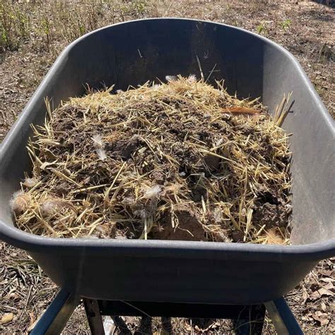 The Complete Guide to Using Chicken Poop Fertilizer