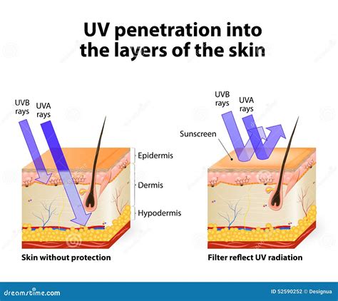 Human Skin. Of Absorbing And Reflected Uv Rays Stock Vector - Image: 52590252