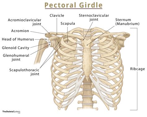 Pectoral (Shoulder) Girdle: Names of Bones, Functions, & Diagram