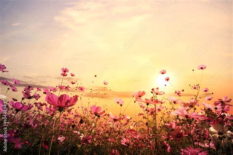 Landscape nature background of beautiful pink and red cosmos flower field with sunset. vintage ...