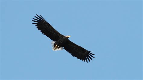 Whitetailed Eagle Norway 2012-04-20 056 - Wetlands International