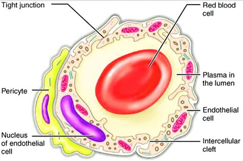 What Is Lumen Anatomy - Anatomical Charts & Posters