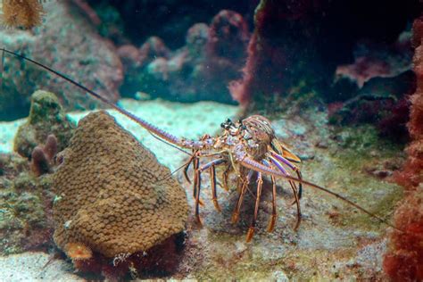 Caribbean Spiny Lobster Natural Habitat Stock Photos - Free & Royalty-Free Stock Photos from ...