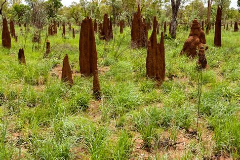 Mound-building Termite: Exploring Keystone Species: HHMI BioInteractive