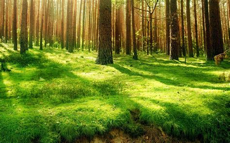 Green Forest Backgrounds - Wallpaper Cave