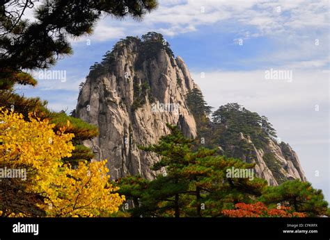 Pine trees and yellow Fall leaves at Fairy Maiden Peak on Huangshan Yellow Mountain Peoples ...