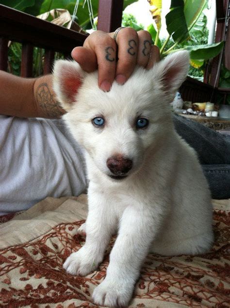 Cute White Wolf Puppy : aww