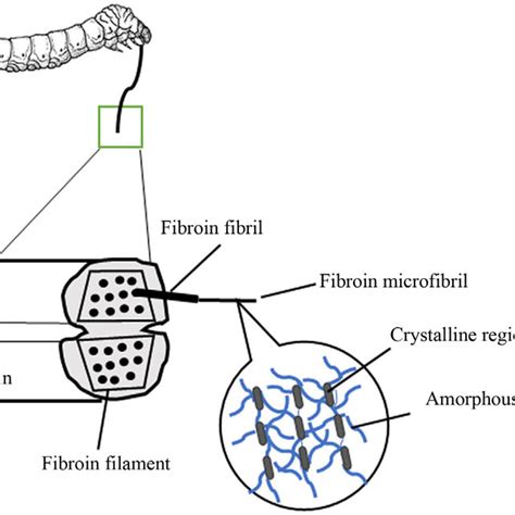 1 Composition of silk protein. | Download Scientific Diagram