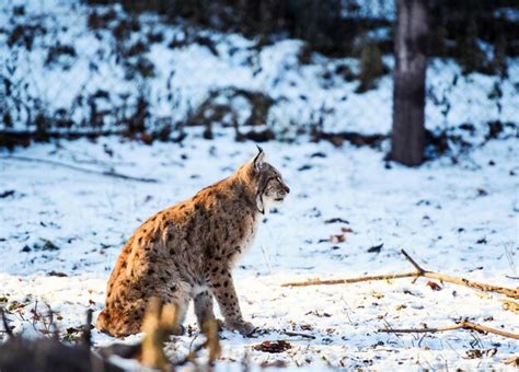 Premium Photo | Lynx on the snow