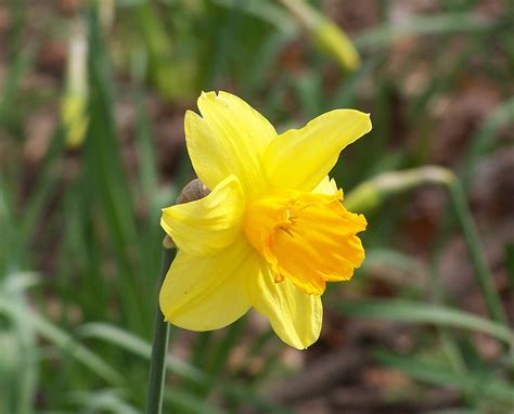 white narcissus flower narcissus flower yellow narcissus flower ...