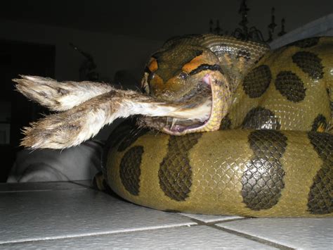 Image - Anaconda eating a Rabbit.jpg | Animal World Wiki | FANDOM ...