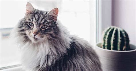 The 25+ Best Fluffy Cat Names, Ranked By Cat Lovers