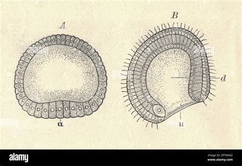 Antique illustration of the lancelet evolution. Vintage illustration of the lancelet evolution ...