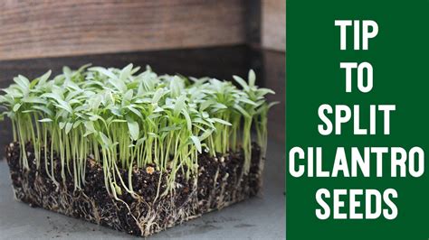 Tip to Split Your Cilantro Seeds - YouTube