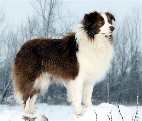 Cute Border Collie winter photo and wallpaper. Beautiful Cute Border ...