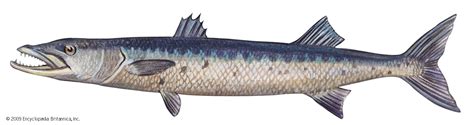 Barracuda | Description, Size, Diet, & Facts | Britannica