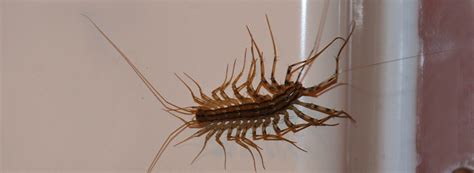 Arizona centipede facts | Western Exterminator