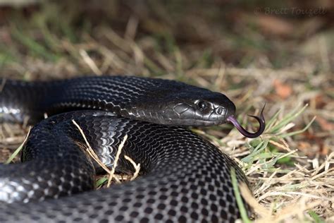 Blue-Bellied Black Snake Bite