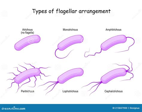 Types of Flagellar Arrangement. Bacteria Stock Vector - Illustration of flagellum, monotrichous ...