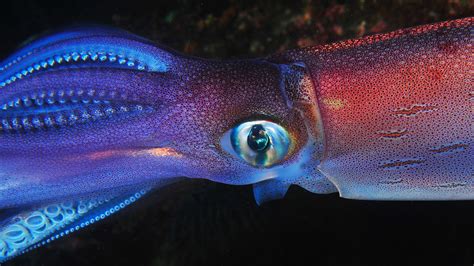 Giant Squid Caught On Camera Shows How These Deep Sea Predators Hunt