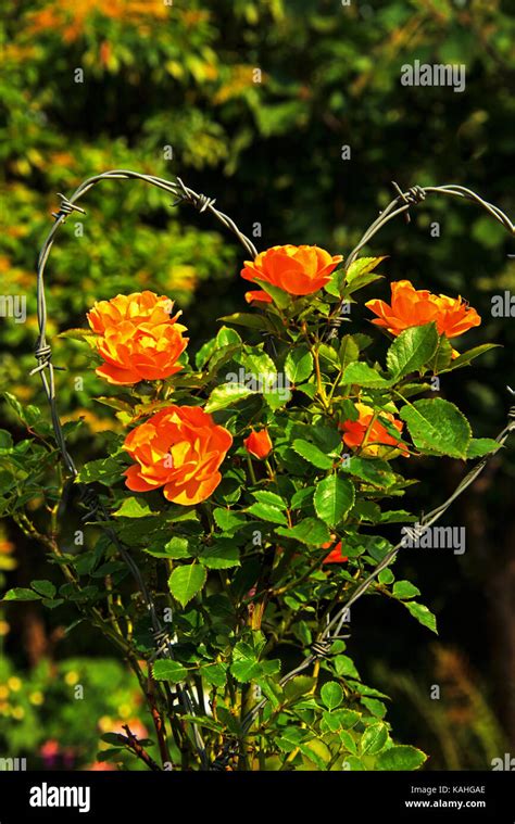 Bouquet Of Barbed Wire Plot Summary – Telegraph