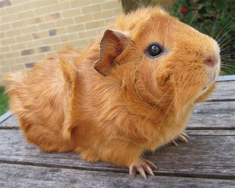 All Things Guinea Pig: Breeds and Varieties