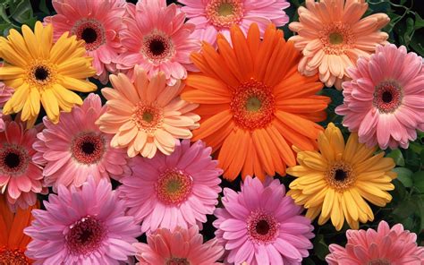 Colorful Daisies Wallpapers - Top Free Colorful Daisies Backgrounds - WallpaperAccess