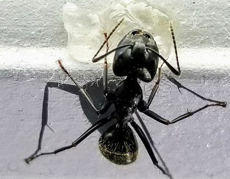 Carpenter-ant-gel-bait - Lakewood Exterminating