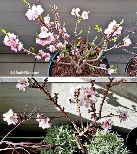 How to Grow Miniature Peach Trees in Containers - Roti n Rice