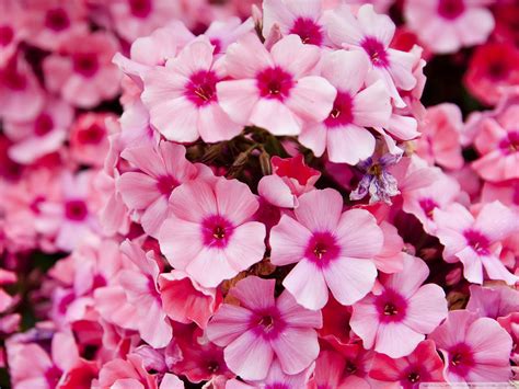 Free photo: Little Pink Flowers - Wallpaper, Tile, Flower - Free Download - Jooinn