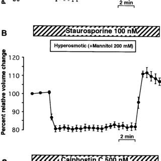 Effects of hyperosmotic mannitol solution on cell volume in isolated... | Download Scientific ...