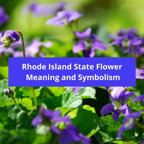 Rhode Island State Flower: Violet, Meaning and Symbolism