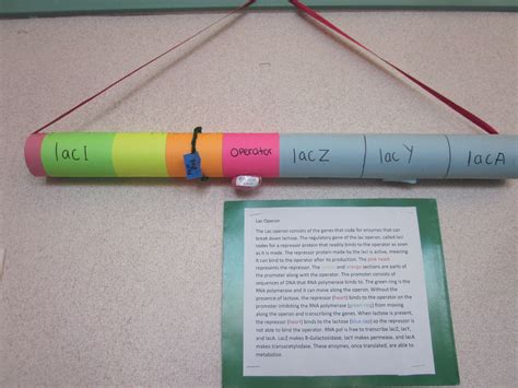 Lac operon, manipulative model | Science teaching resources, Teaching biology, Teaching science